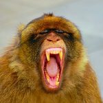 Picture of Gibraltar ape yawning