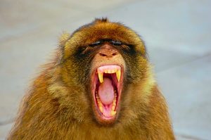 Picture of Gibraltar ape yawning