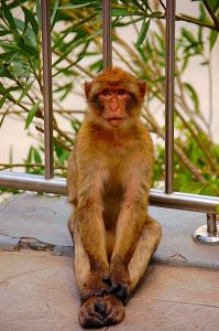 Picture of Gibraltar ape sitting