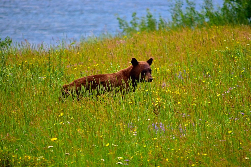 Picture of black bear grazing at Glacier National Park