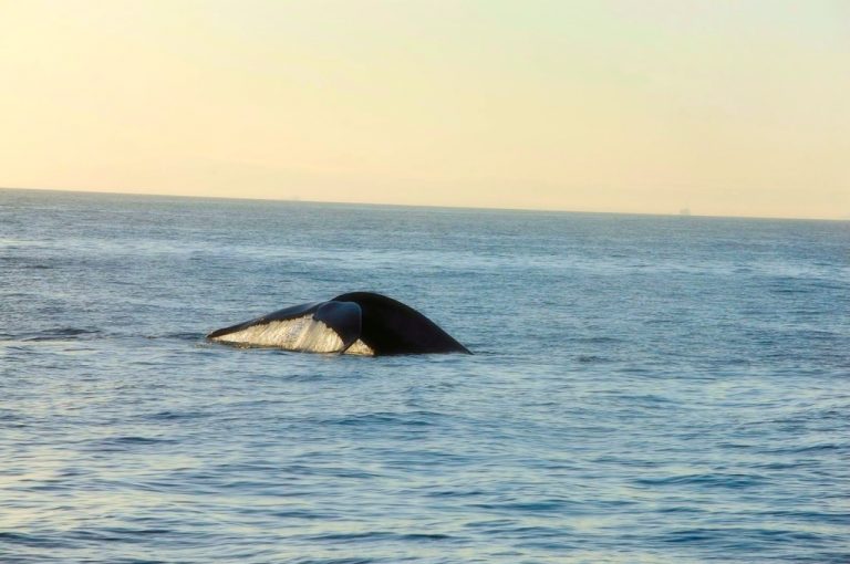 Whale Watching in SoCal