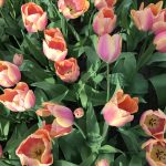 Picture of pink tulips in Holland