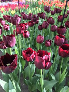 Picture of red tulips in Holland