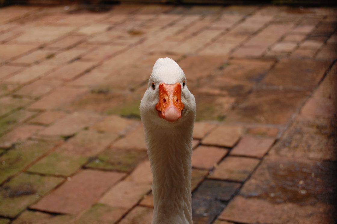 Picture of a white goose at Barcelona Cathedral