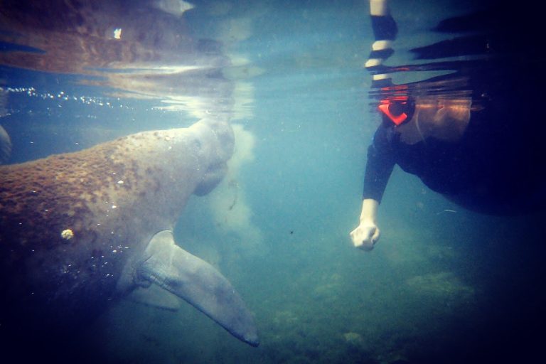 Life Really Starts at the End of Your Comfort Zone – Swimming With Manatees in Crystal River